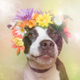 Illustration for article titled Dogs With Flower Crowns Promote Pit Bull Adoption